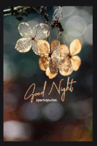Night 